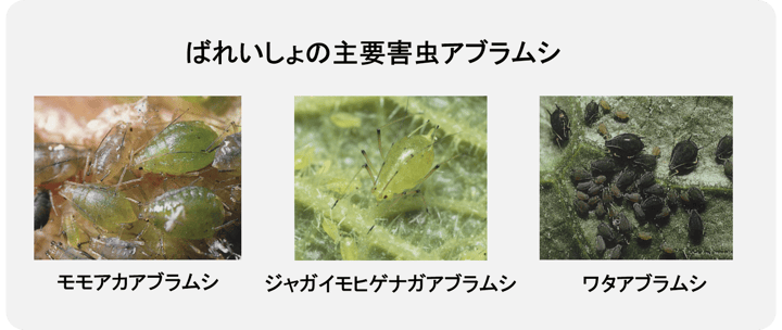 ばれいしょの栽培に取り入れたい 植溝内土壌散布 インファロー技術 とは ばれいしょの栽培に取り入れたい 植溝内土壌散布 インファロー技術 とは