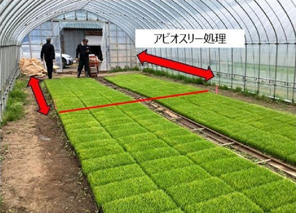 アビオスリー2024年現地試験のご紹介：(水稲)