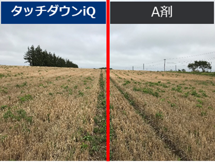翌春の雑草対策は秋冬期の除草剤散布で
